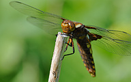 Broad-bodied Chaser (female, Libellula depressa)